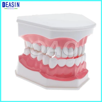 Los dientes modelo de los dientes extraíbles cuidado de la salud Oral dental modelo de vivero de los juguetes de los niños cepillarse los dientes de la estructura dental Demo